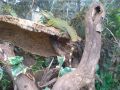 green iguana with wood