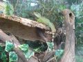 green iguana with wood 02