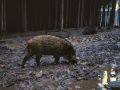 wild pig within forest