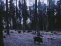 forest with mud and wild pigs