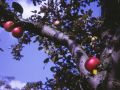 red apples in a tree