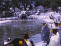 penguins at zoo around pond