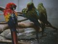 three parrots red yellow blue green