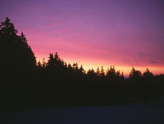 sunset in a winter forest