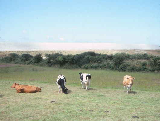 four cows brown black white