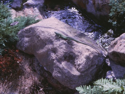 two green lizards on stone at water