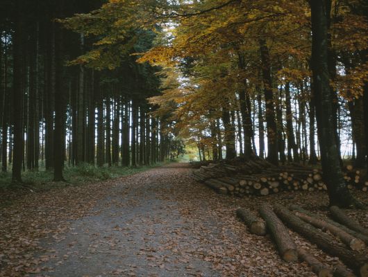 lumber wood yellow trees pathway